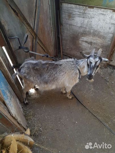 Овцы ягнята козы