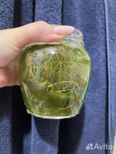 Роголистник в аквариум