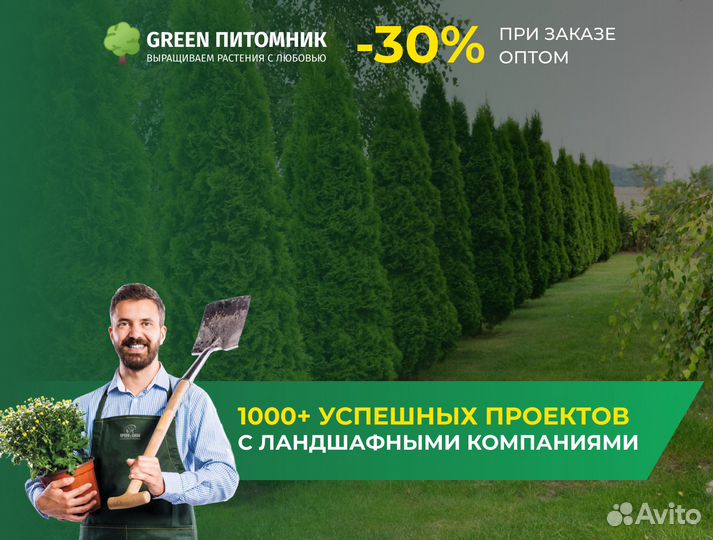 Туя западная