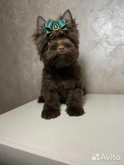 Шоколадный йорк девочка