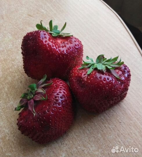 Клубника(рассада)