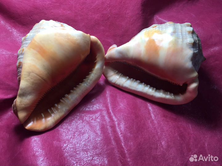 Ракушки 3 шт