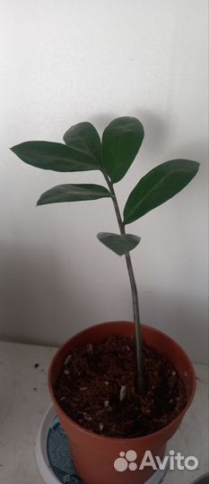 Замиокулькас, Замиокулькас черный равен