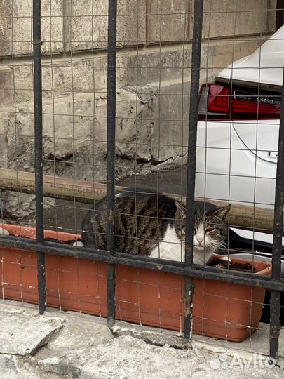 Кошка