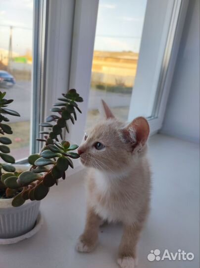 Котята в добрые руки бесплатно