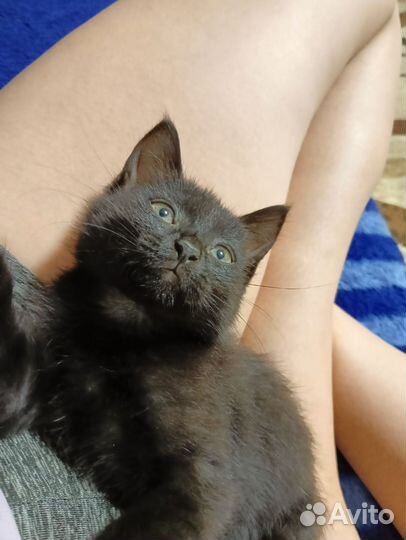 Котеночек