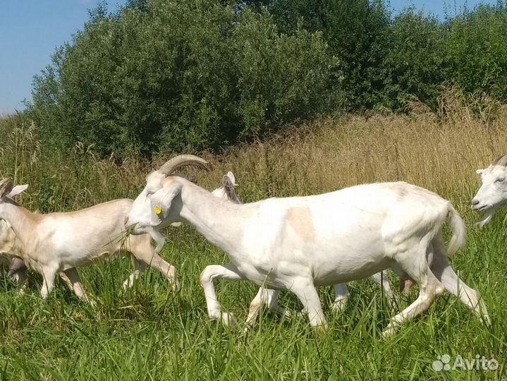 Айрширская дойная корова, овцы, козы