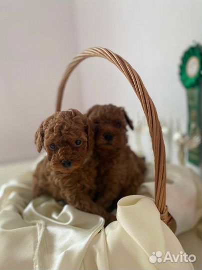 Щенки той пуделя