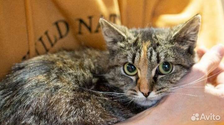 Нежная трёхцветная девочка в дар