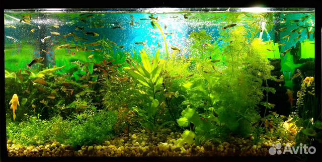 Аквариумные растения