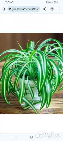 Хлорофитум