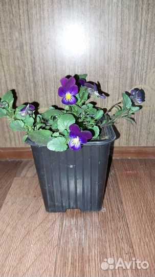 Анютины глазки рассада