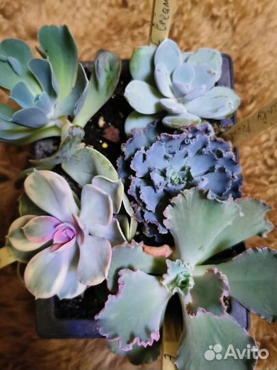 Суккуленты