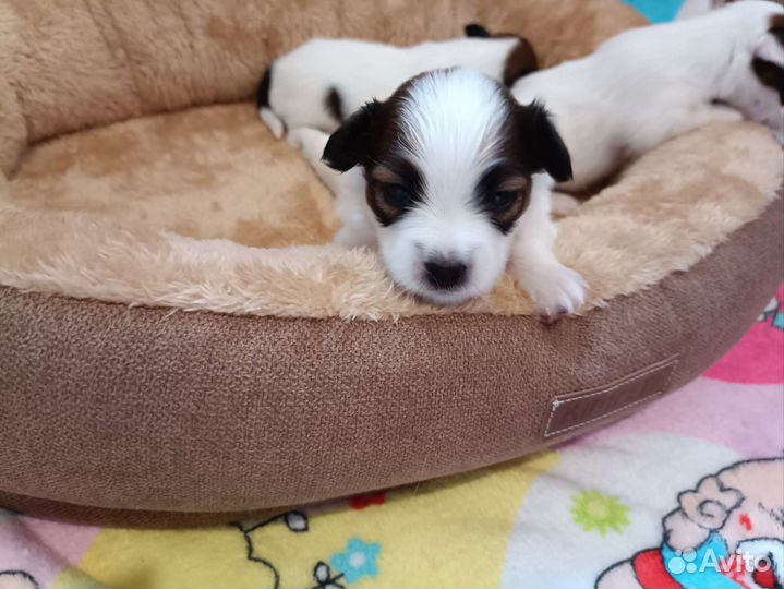 Щенки папийона