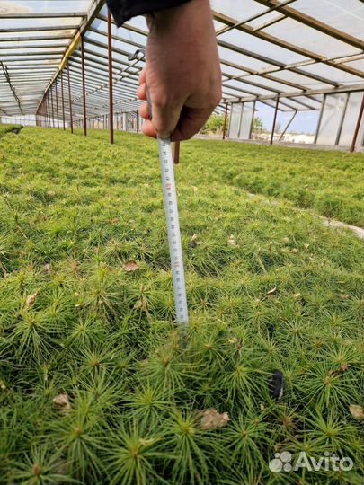 Саженцы сосны зкс