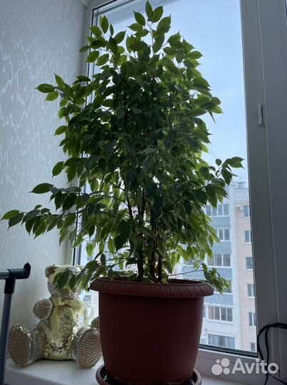 Бенджамина