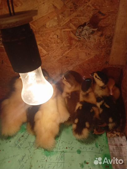 Индоутята суточные