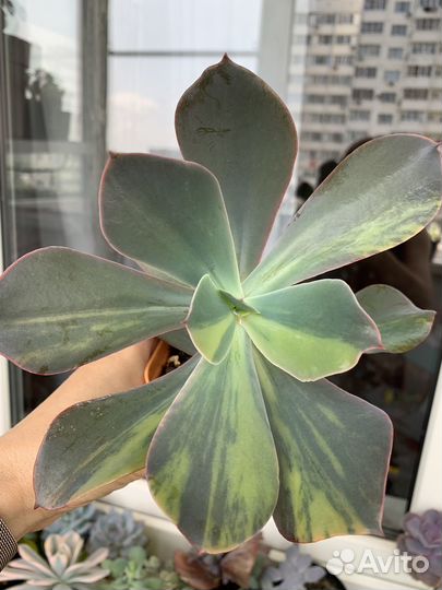 Эхеверия Паул Буньян