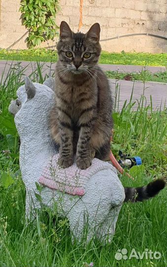 Кошечка миниатюрная стерилизована 1 год