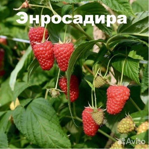 Саженцы малины, смородины, клубники:Карамелька