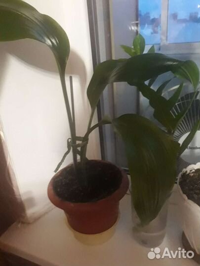 Комнатные цветы