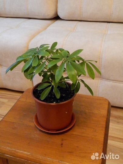 Шефлера зелёная