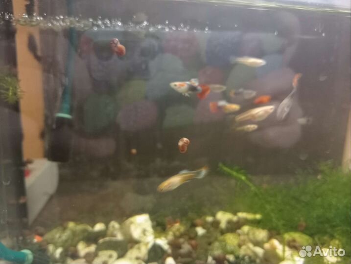 Аквариумные рыбки
