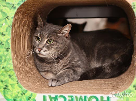 Аристократичная кошечка Мишель в добрые руки