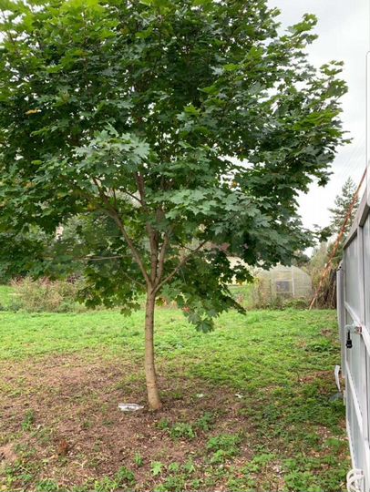 Участок 7 сот. (СНТ, ДНП)