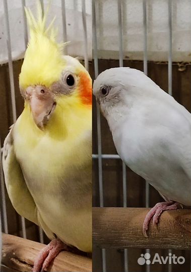 Попугаи корелла и альбинос
