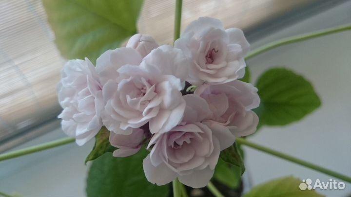 Клеродендрумы