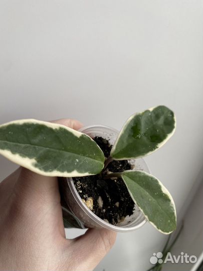 Хойи укорененные