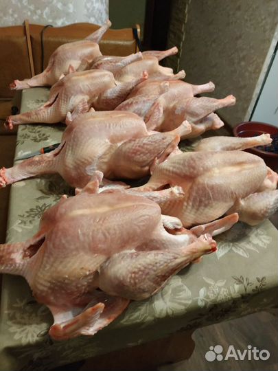 Мясо домашней индейки