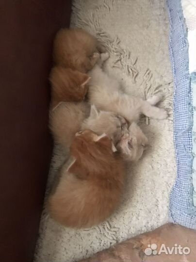 Кошки в добрые руки