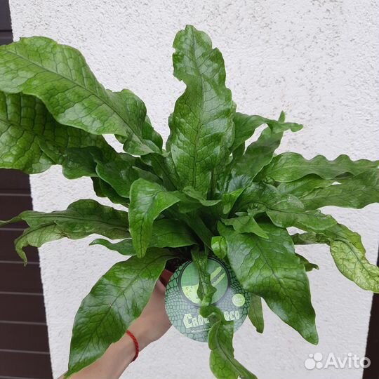 Папоротник Микросорум Крокодайл