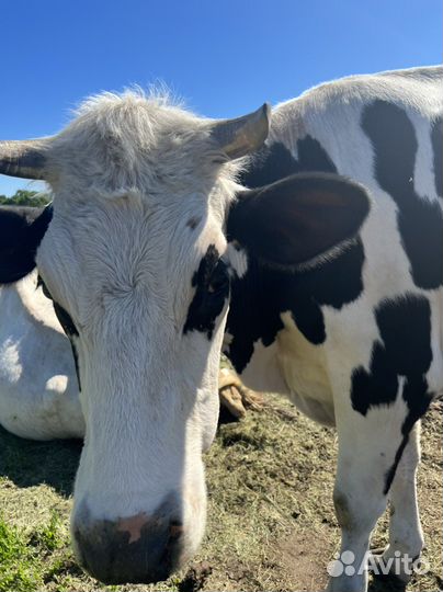 Корова первотелка