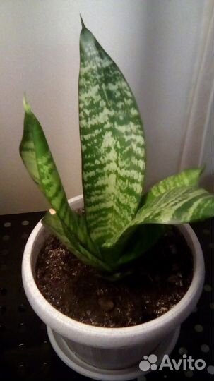 Сансевиерия