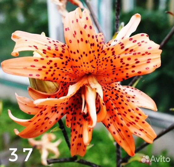 Лилии луковицы три сорта