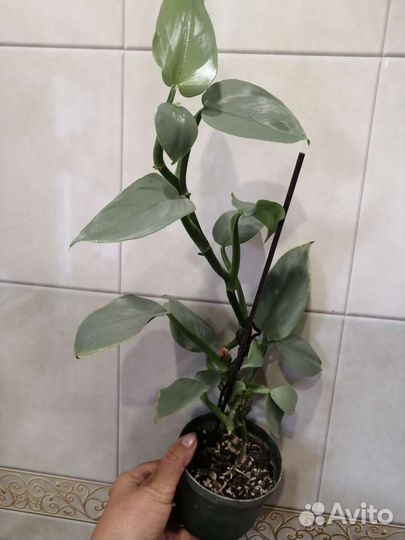 Филодендрон