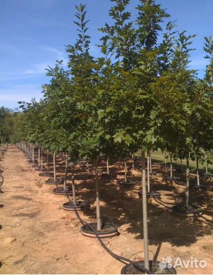 Дуб черешчатый