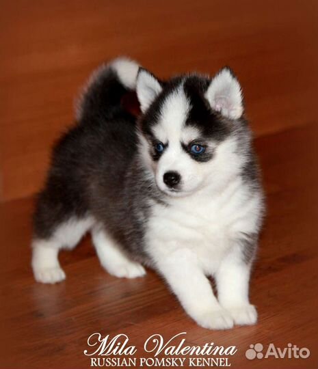 Голубоглазые Помски