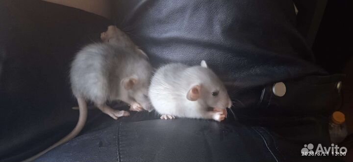 Крыски дамбо