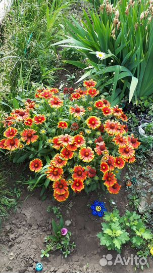 Гайлардия карликовая