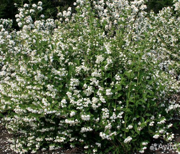 Жасмин Жемчуг Воздушный десант