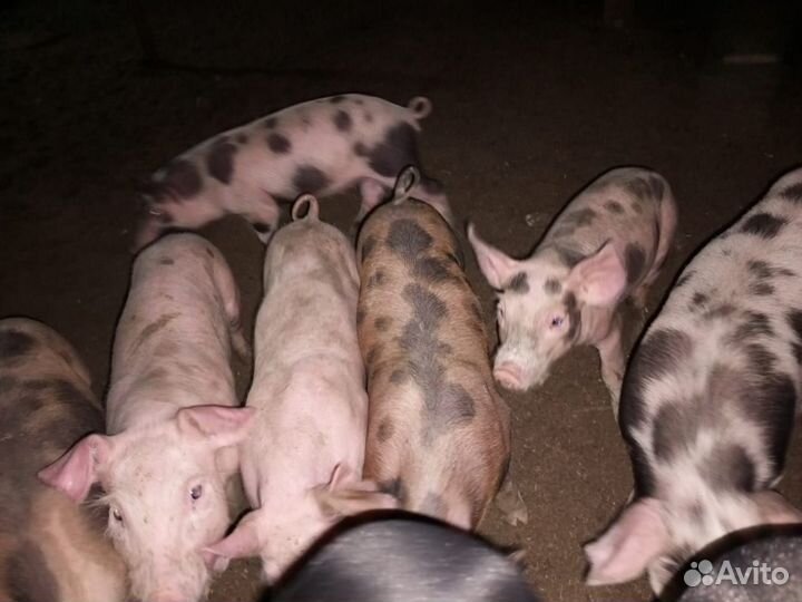 Поросята Доставка в РФ