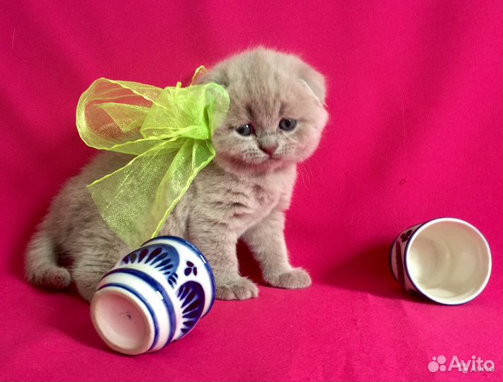 Элитные шотландские малыши