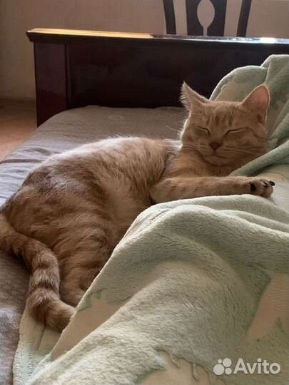 Передержка животных, цветов