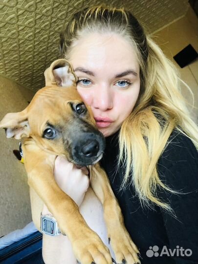 Собака питбуль терьер