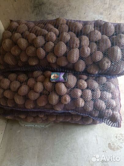 Продам картофель