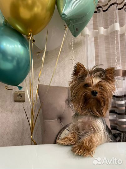 Йоркширский терьер вязка мальчик